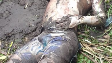 Catador de caranguejo é encontrado morto