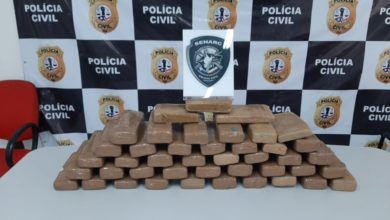 43 peças de maconha apreendida