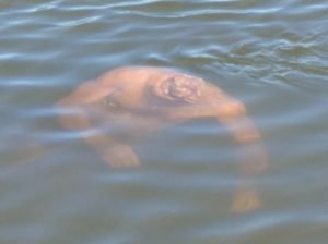 Corpo foi encontrado no Rio Tocantins