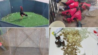 Animais e objetos para ringa de galo