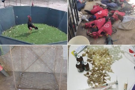 Animais e objetos para ringa de galo