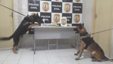 Ação contou com apoio dos cães farejadores