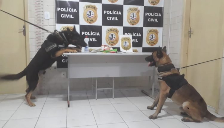 Ação contou com apoio dos cães farejadores