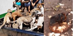 Cachorros mau-tratados