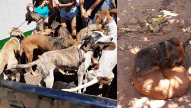 Cachorros mau-tratados