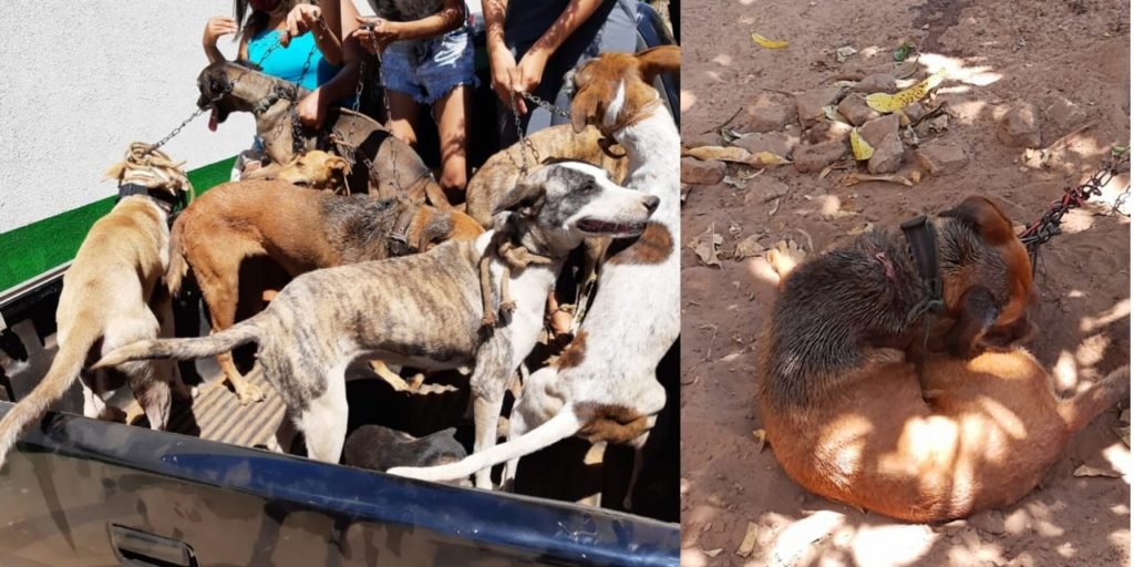 Cachorros mau-tratados