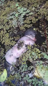 Bebê foi encontrado por pescadores em lago de Turilândia