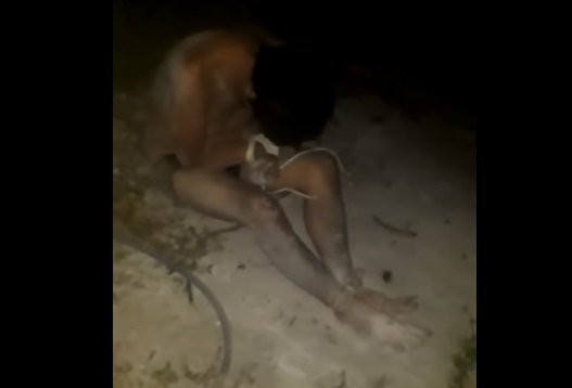 Acusado de abusar de uma leitoa