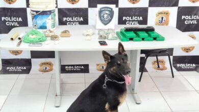 Cão farejador, Baruk, auxiliou no trabalho de localização da droga