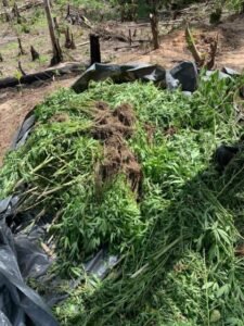 Maconha