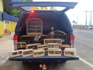 PRF apreende 35 pássaros na BR-010