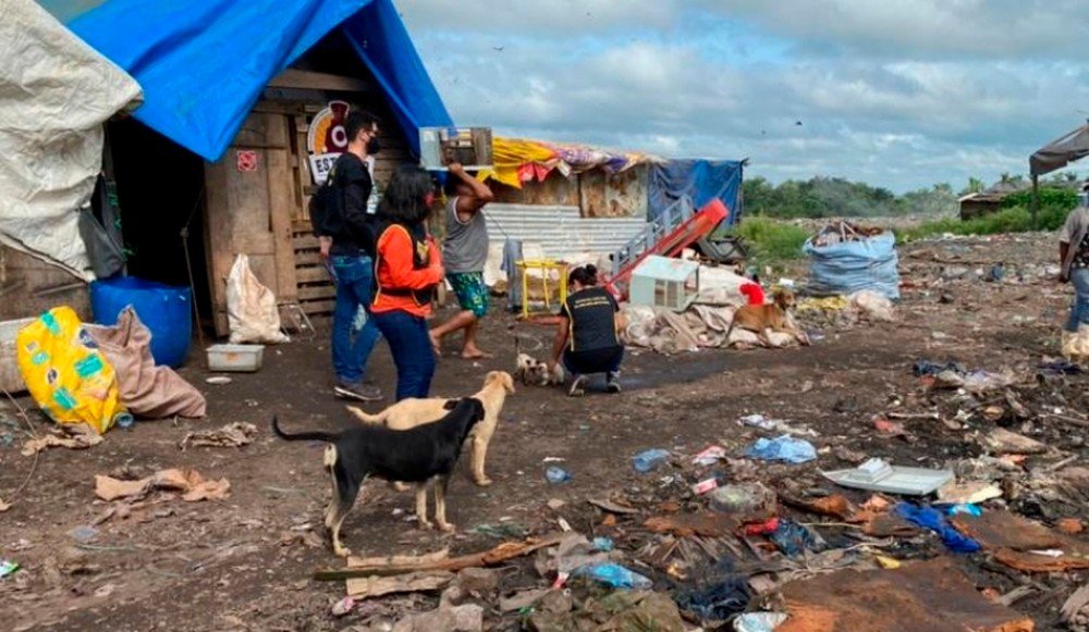 ONG faz campanha para castração de animais abandonados em lixão de Imperatriz
