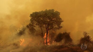 Pior seca dos últimos 50 anos no Pantanal foi causada por fenômeno meteorológico, diz pesquisa