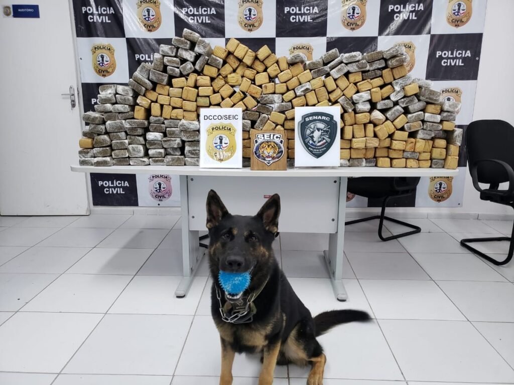 Polícia apreende 200 kg de maconha na BR-135 no Maranhão
