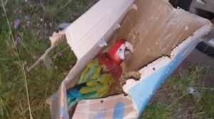 Arara Vermelha estava armazenada em uma caixa de isopor