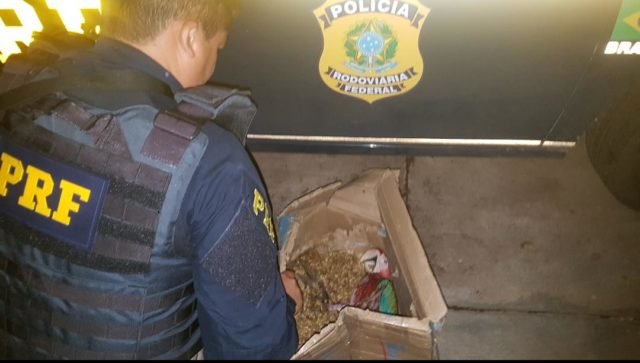Vereador foi preso pela PRF e os animais entregues no IBAMA