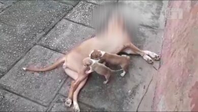 Comissão da OAB quer forte investigação do assassinato a tiro de cadela por um policial em São Luís