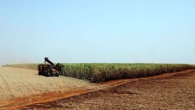 IBGE prevê safra recorde de 265 milhões de toneladas para 2021