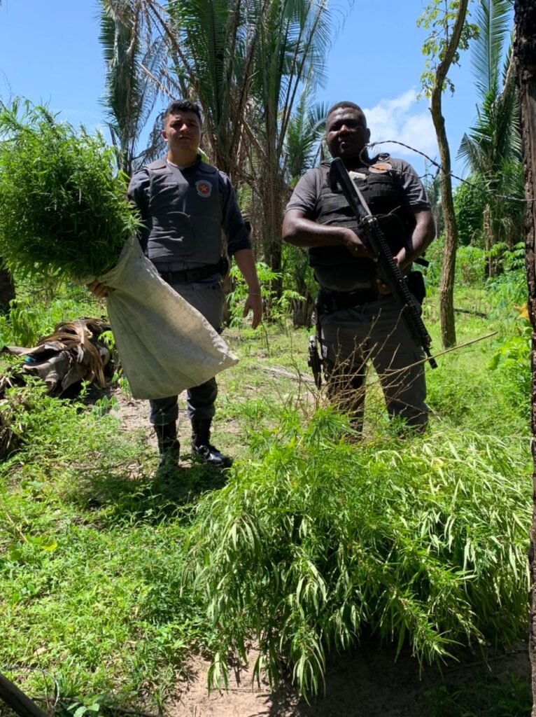 Policiais recolherem toda plantação de pé de maconha