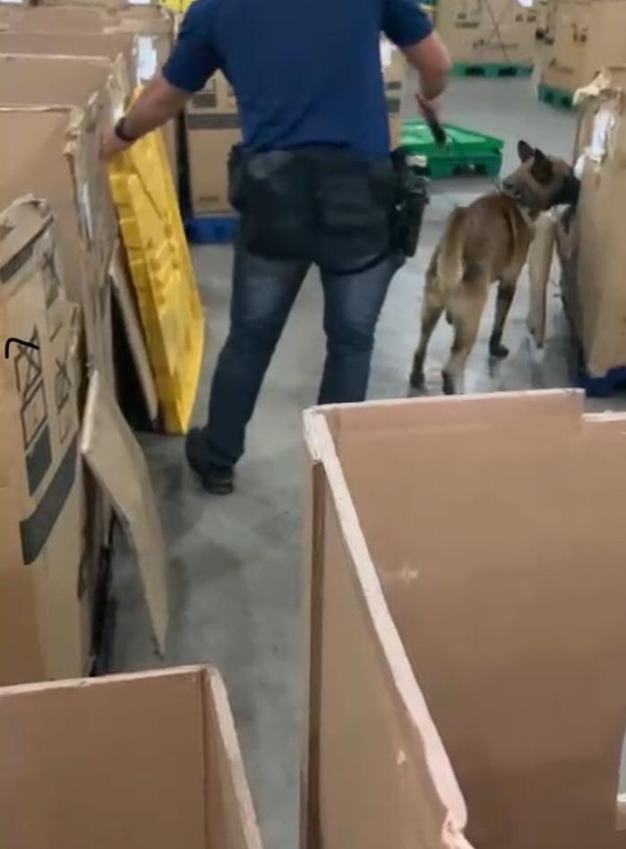 Cães de faro ajudaram nas buscas durante operação