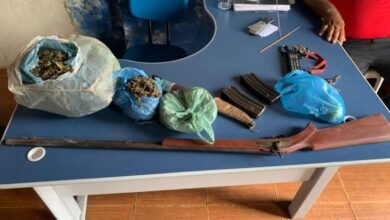 Polícia encontra plantação de maconha entre pés de milho e feijão no Maranhão