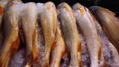 Preço de pescados pode variar até 148% na Grande São Luís, aponta Procon