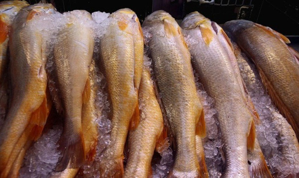 Preço de pescados pode variar até 148% na Grande São Luís, aponta Procon