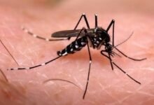Pesquisadores se preocupam com chegada de cepa do vírus da dengue ao Brasil