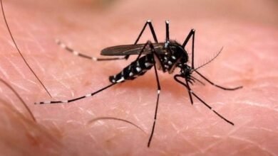 Pesquisadores se preocupam com chegada de cepa do vírus da dengue ao Brasil