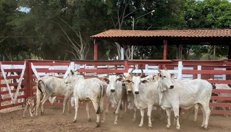 Furto de cabeças de gado em Colinas
