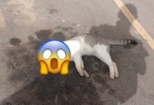 Suspeita de maus-tratos a animais dentro do condomínio Bella Cintra Club, em São José de Ribamar