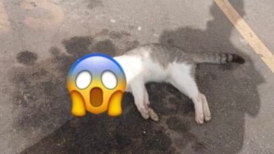 Suspeita de maus-tratos a animais dentro do condomínio Bella Cintra Club, em São José de Ribamar