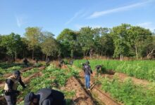 Plantação de maconha