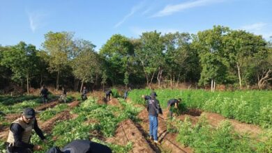 Plantação de maconha