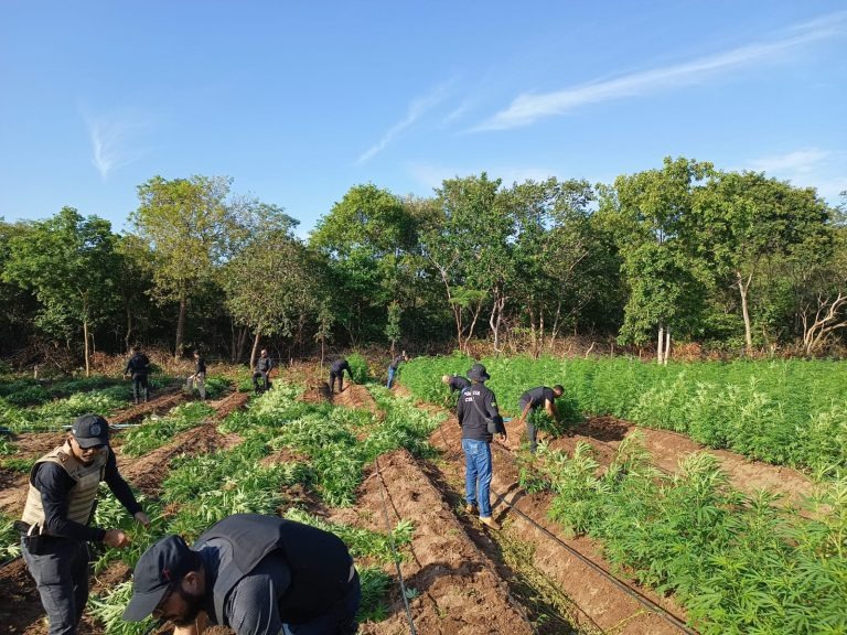 Plantação de maconha